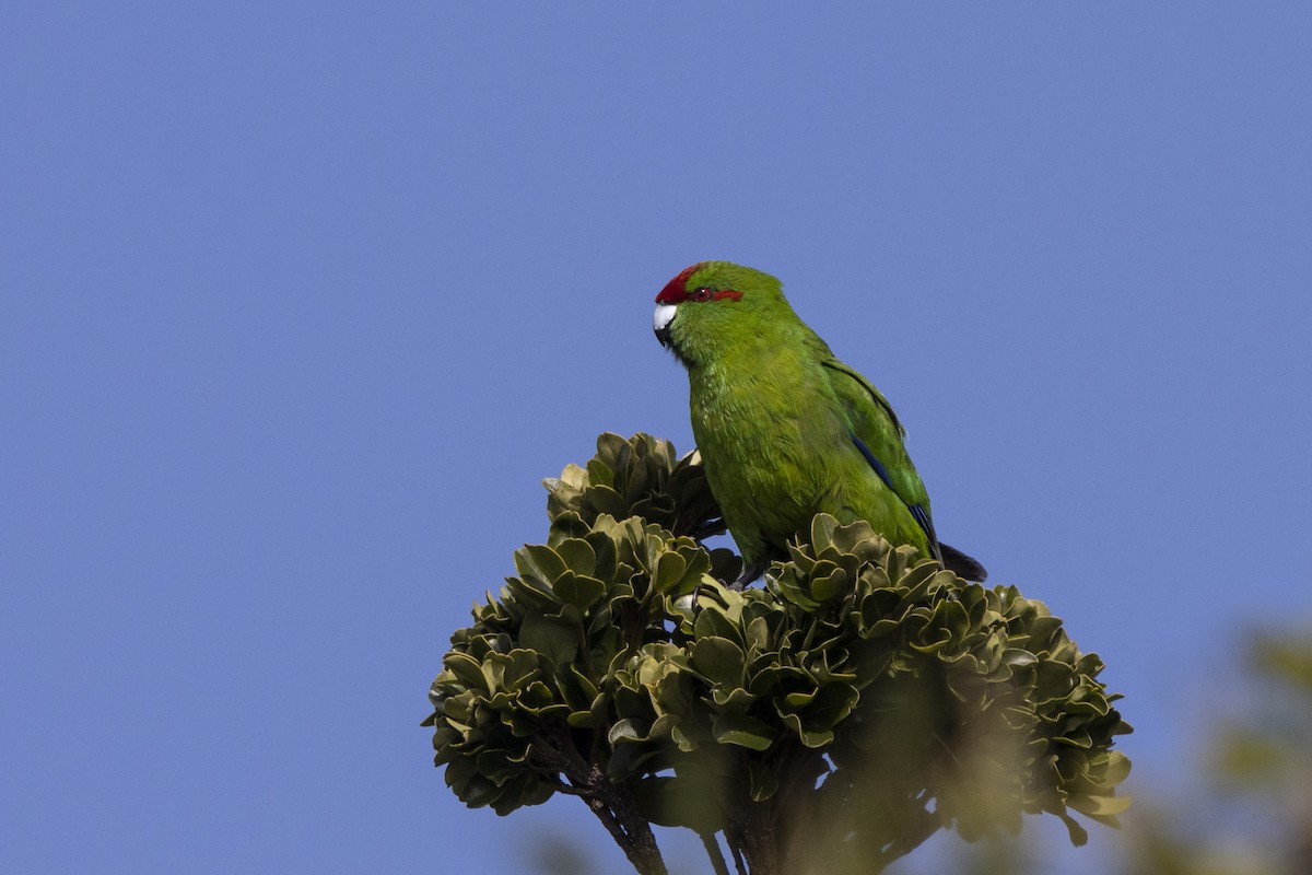 image Red-crowned Parakeet